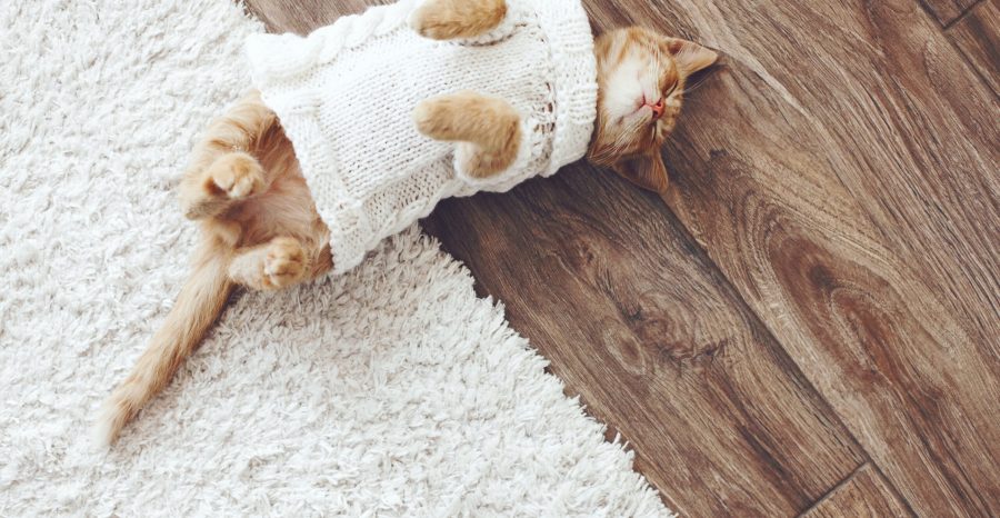 Cute Cat Pics Knitted Sweater Hardwood Floors Carpets Rugs